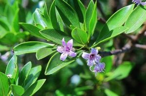 苦檻藍科 苦檻藍科