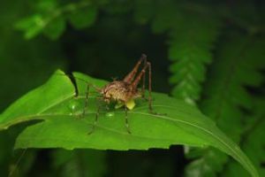 雲南安螽 雲南安螽