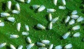 白粉虱 白粉虱