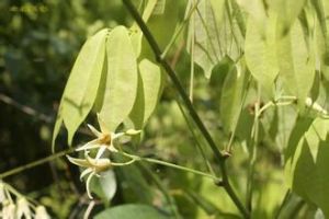 尾葉那藤 尾葉那藤