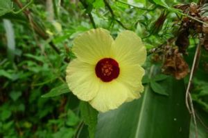 台灣芙蓉 台灣芙蓉