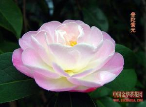 龜背金花茶 龜背金花茶