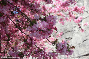 雲南地桃花 雲南地桃花