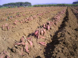 美國超短蔓黑甘薯 美國超短蔓黑甘薯