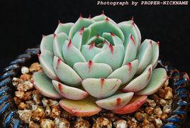 苯巴蒂斯 苯巴蒂斯