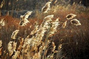 五色蘆葦區 五色蘆葦區