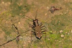 疊斑虎甲 疊斑虎甲