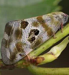 花斑廣翅蠟蟬 花斑廣翅蠟蟬