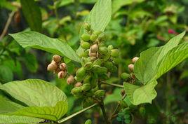 蔓性千斤拔6號 蔓性千斤拔6號