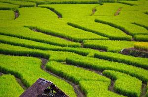 ha[公頃英文縮寫]