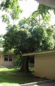 肉桂[樟目樟科植物]