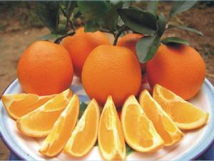 武勝甜橙 武勝甜橙