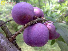 錢排三華李 錢排三華李