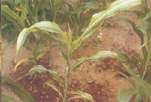 高粱矮花葉病