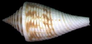 寶塔芋螺 寶塔芋螺