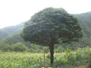 黑殼楠(原變型) 黑殼楠(原變型)