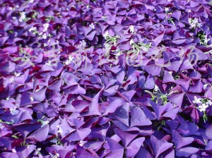 紫葉垂頭菊 紫葉垂頭菊