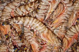 日本對蝦 日本對蝦