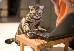 愛貓者協會 愛貓者協會