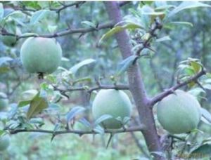 瑤山野木瓜 瑤山野木瓜