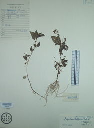 藏西鳳仙花 藏西鳳仙花