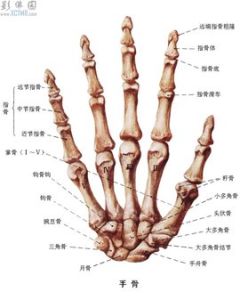 手骨 手骨
