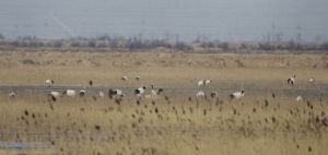 鹽城國家級自然保護區