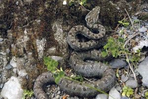 鄉城原矛頭蝮 鄉城原矛頭蝮