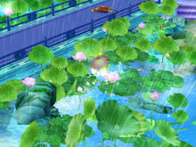 天宮蓮池裡雨中的風荷（雨天） 