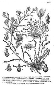 單果鶴虱 單果鶴虱