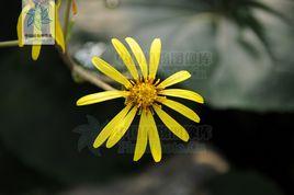 大吳風草屬 大吳風草屬