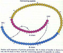 造骨牛奶蛋白 造骨牛奶蛋白