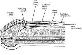 陰莖再造 陰莖再造