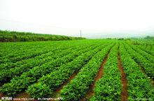東涼村[福建省泉州市泉港區界山鎮下轄村]
