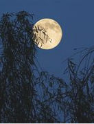 月上柳梢頭 月上柳梢頭