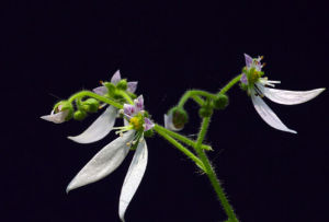 漆姑虎耳草 漆姑虎耳草