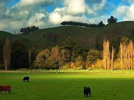 海拉爾國家森林公園