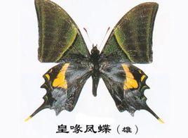 金帶喙鳳蝶 金帶喙鳳蝶