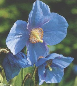 大花綠絨蒿 大花綠絨蒿