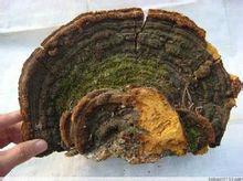 松針層孔菌 松針層孔菌