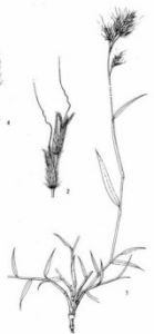 分枝大油芒 分枝大油芒