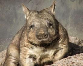 光鼻袋熊 光鼻袋熊