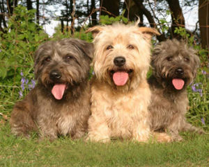 艾莫勞峽谷梗 艾莫勞峽谷梗