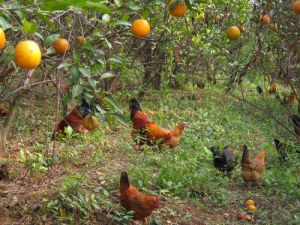 生態名片 生態名片