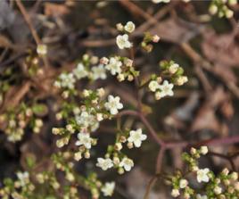 白花敗醬 白花敗醬