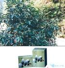 南崑山毛茶 南崑山毛茶