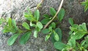 海南鼠李 海南鼠李