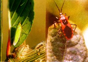 桑樹桑園大青葉蟬