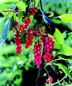 滇藏五味子 滇藏五味子