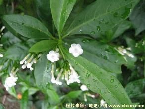 藥用蘿芙木 藥用蘿芙木